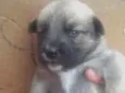 Não tem