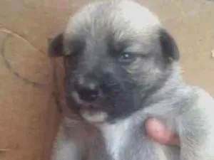 Cachorro raça Vira lata idade Abaixo de 2 meses nome Não tem
