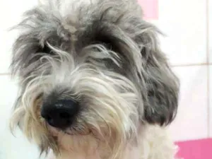 Cachorro raça  idade 1 ano nome Anjinho Pequeno