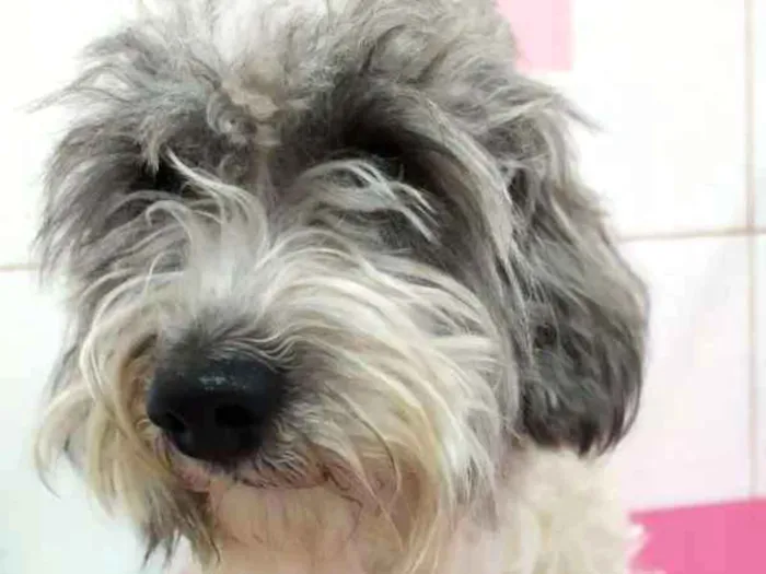 Cachorro ra a  idade 1 ano nome Anjinho Pequeno