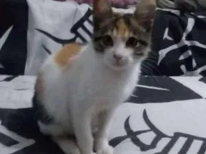Gato raça srd idade 2 a 6 meses nome Amora