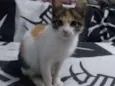 Amora