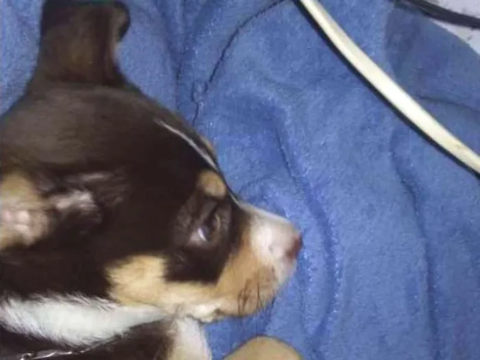 Cachorro ra a Vira lata idade 2 a 6 meses nome Margô