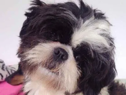 Cachorro raça Shih-tzu idade 1 ano nome Bob