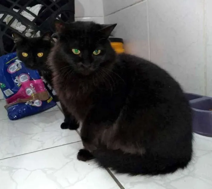 Gato ra a  idade 2 a 6 meses nome Mãe e filha 