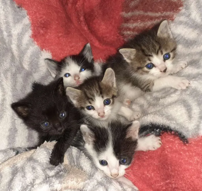 Gato ra a idade Abaixo de 2 meses nome Nenhum