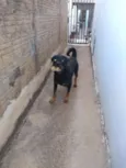 Negão