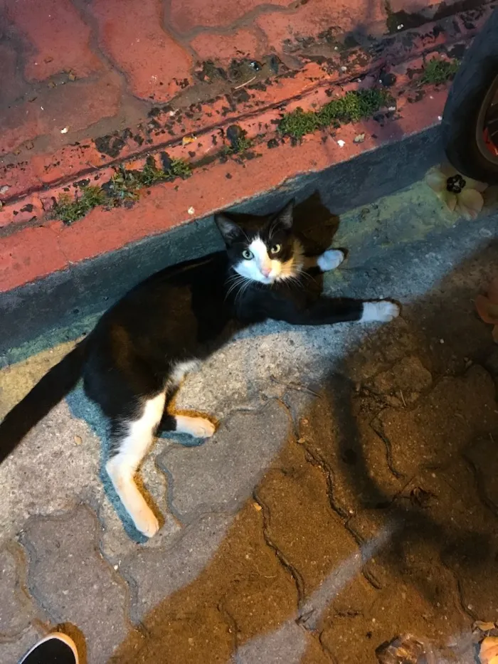 Gato ra a SRD idade 7 a 11 meses nome Frajola 