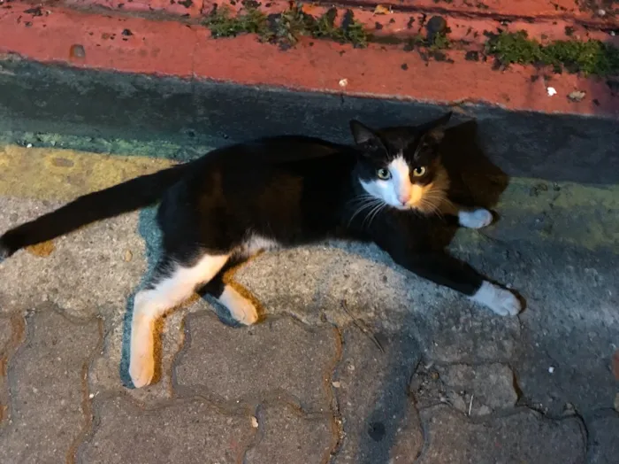 Gato ra a SRD idade 7 a 11 meses nome Frajola 