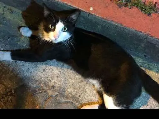 Gato ra a SRD idade 7 a 11 meses nome Frajola 