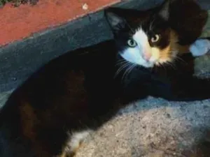 Gato raça SRD idade 7 a 11 meses nome Frajola 