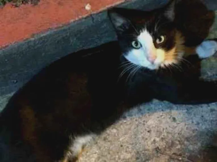 Gato ra a SRD idade 7 a 11 meses nome Frajola 