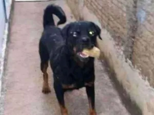 Cachorro raça Rotwailler idade 2 anos nome Negão 