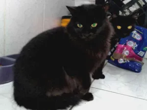 Gato raça  idade 2 a 6 meses nome Mãe e filha 