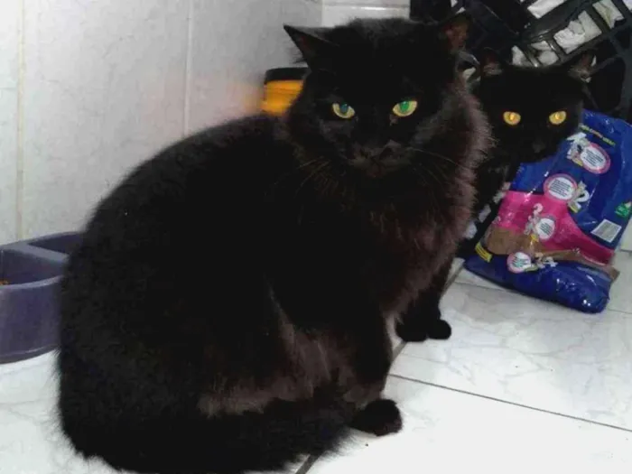 Gato ra a  idade 2 a 6 meses nome Mãe e filha 