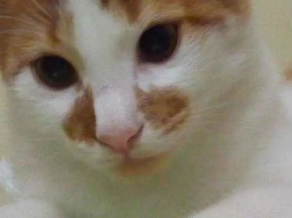 Gato ra a Vira-Lata com Turkish Van idade 7 a 11 meses nome Max GRATIFICA