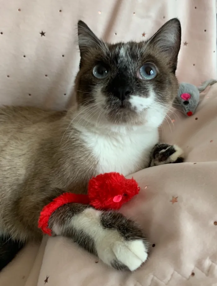 Gato ra a SRD idade 7 a 11 meses nome SAYURI