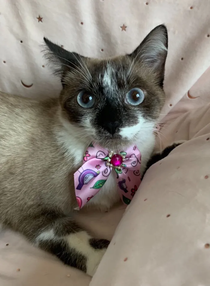 Gato ra a SRD idade 7 a 11 meses nome SAYURI