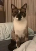SAYURI