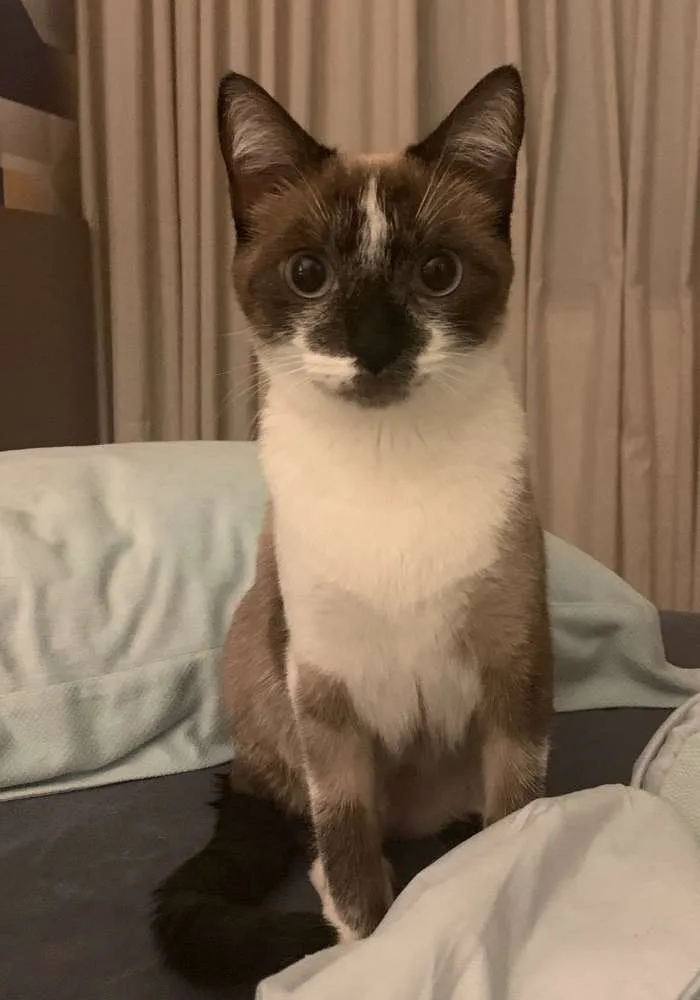 Gato ra a SRD idade 7 a 11 meses nome SAYURI