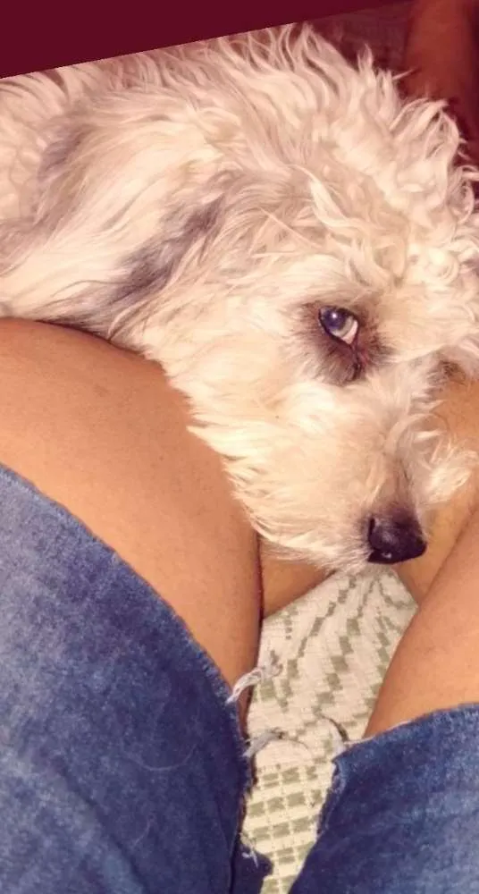 Cachorro ra a Poodle com vira lata  idade 1 ano nome Duck
