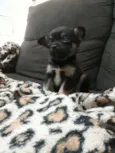 Loki