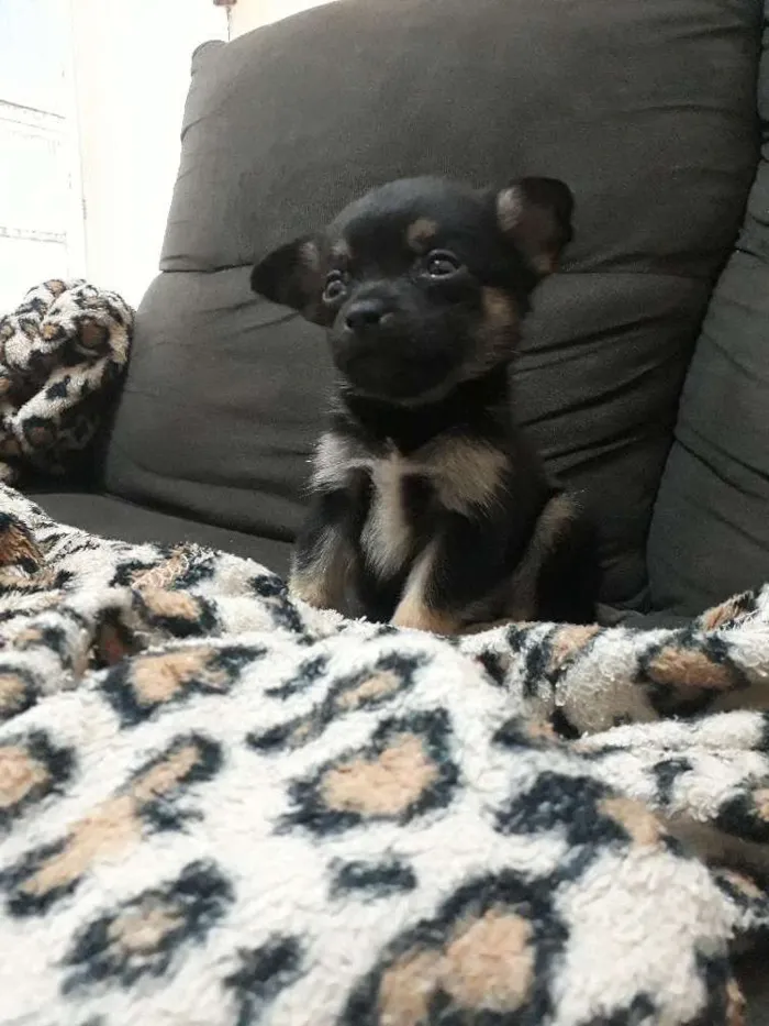 Cachorro raça Sem raça definida idade 2 a 6 meses nome Loki