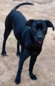 Bolt