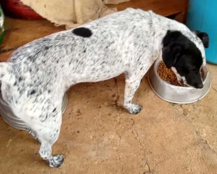 Cachorro ra a SRD idade 2 anos nome Baby