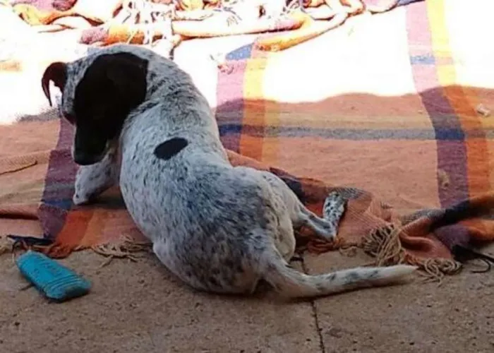 Cachorro ra a SRD idade 2 anos nome Baby