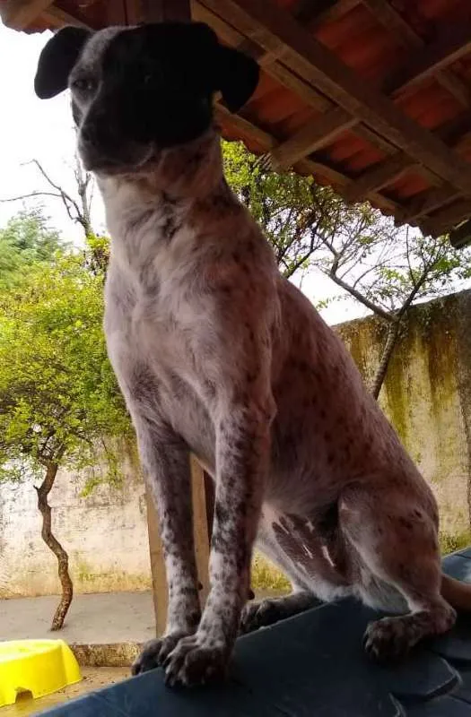 Cachorro ra a SRD idade 2 anos nome Baby