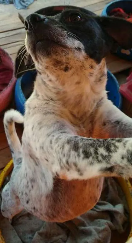Cachorro ra a SRD idade 2 anos nome Baby