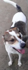 Nenê