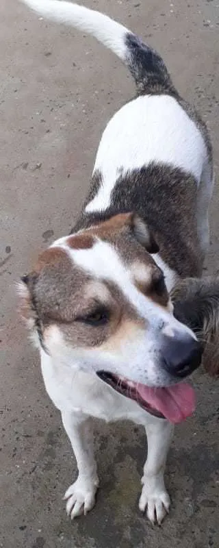 Cachorro ra a SRD idade 3 anos nome Nenê