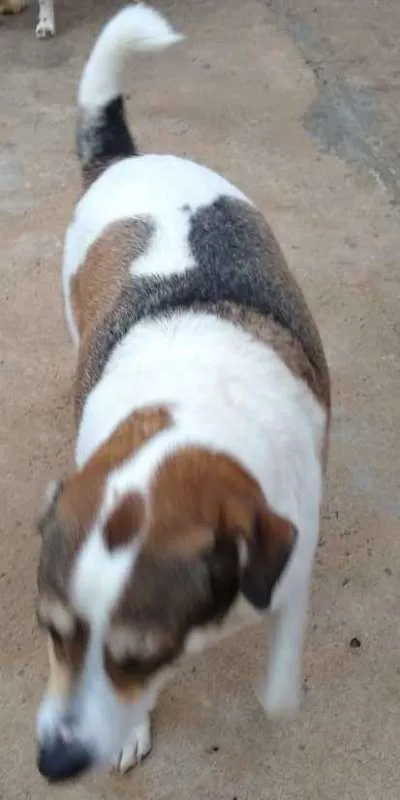 Cachorro ra a SRD idade 3 anos nome Nenê