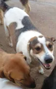 Nenê
