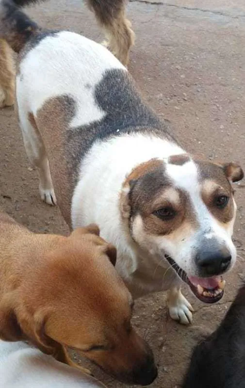 Cachorro ra a SRD idade 3 anos nome Nenê