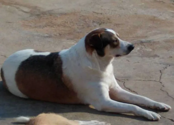 Cachorro ra a SRD idade 3 anos nome Nenê