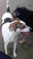 Nenê
