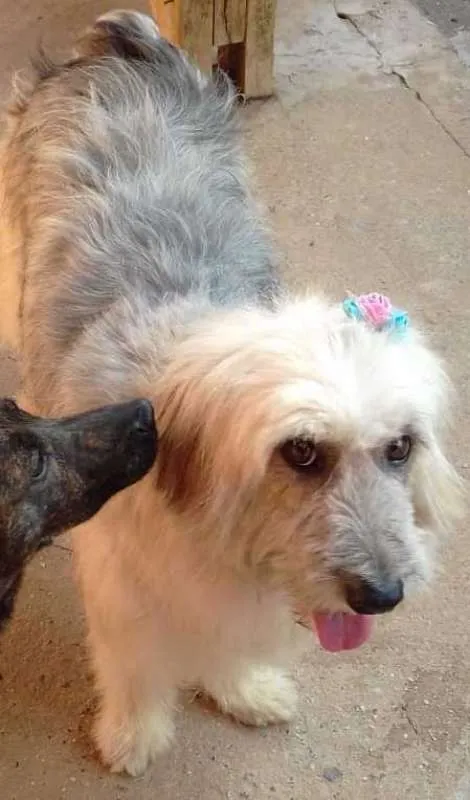 Cachorro ra a SRD idade 2 anos nome Luna