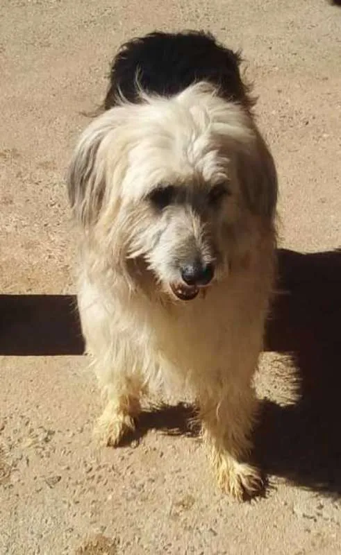 Cachorro ra a SRD idade 2 anos nome Luna