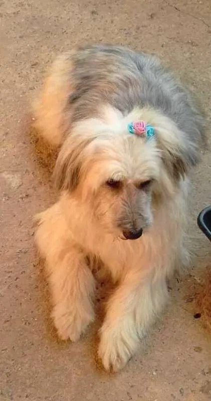 Cachorro ra a SRD idade 2 anos nome Luna