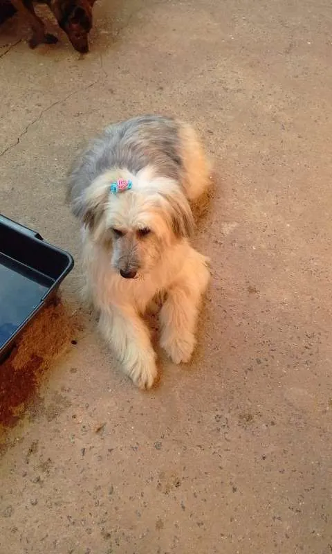 Cachorro ra a SRD idade 2 anos nome Luna