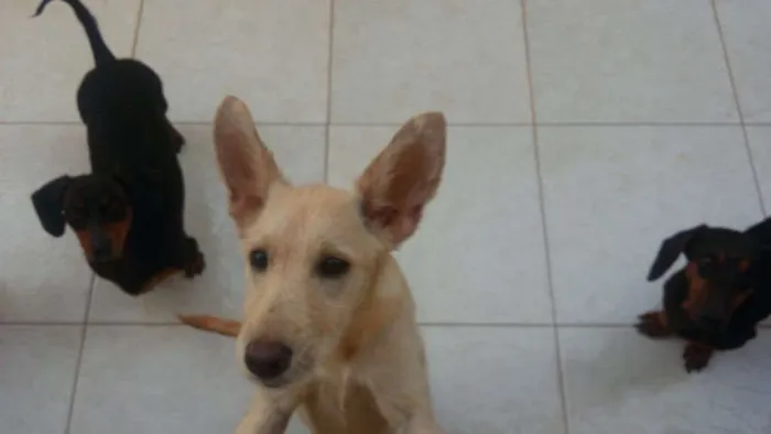 Cachorro ra a Vira-lata  idade 1 ano nome Piteca