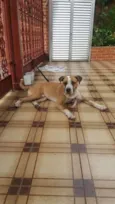 Apolo
