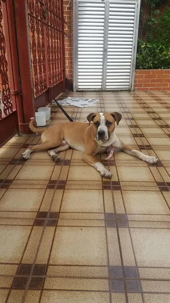 Cachorro ra a Boxer idade 2 anos nome Apolo
