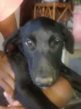 São filhotes 