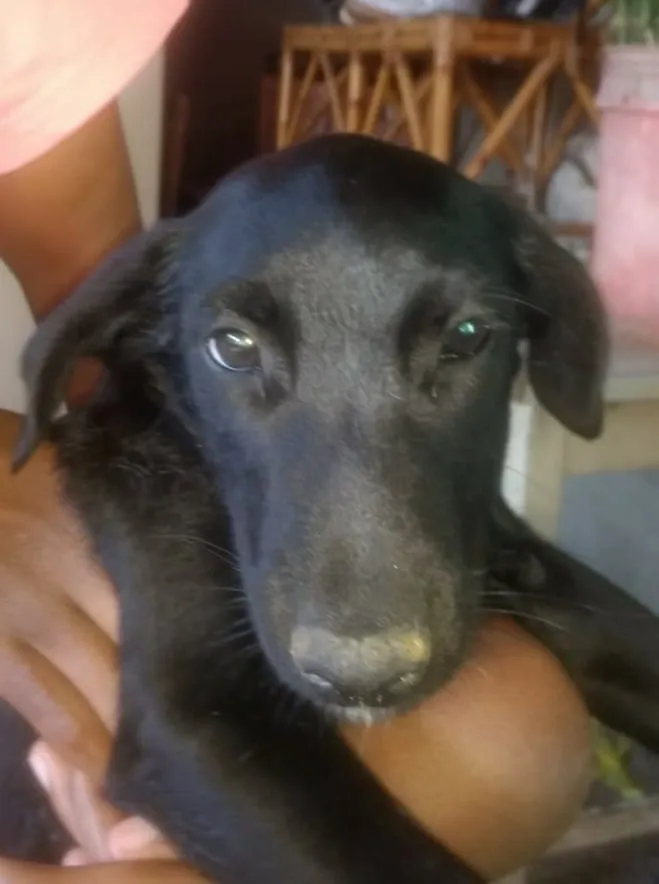 Cachorro ra a Indefinida idade 2 a 6 meses nome São filhotes 