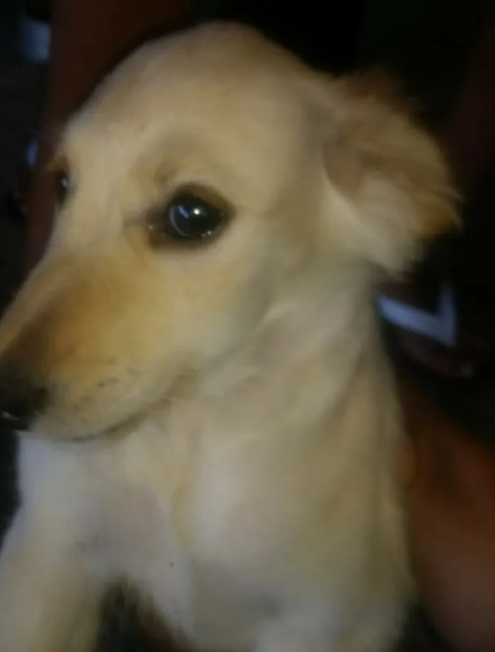 Cachorro ra a Indefinida idade 2 a 6 meses nome São filhotes 