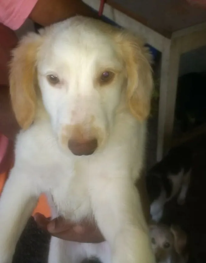 Cachorro ra a Indefinida idade 2 a 6 meses nome São filhotes 
